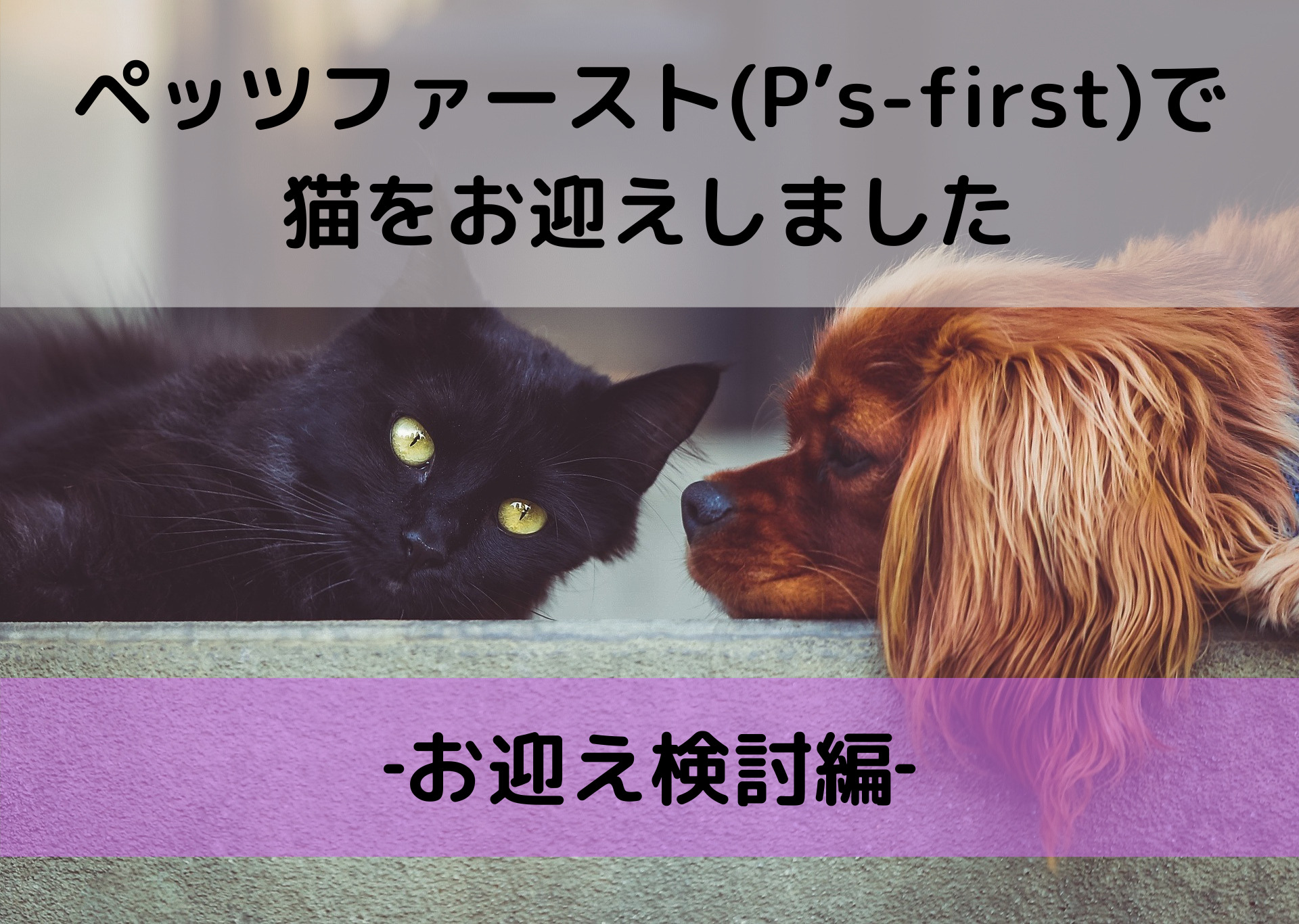 ペッツファースト(P's-first)で猫をお迎えしました‐お迎え検討編